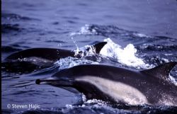 Common Dolphin Santa Barbara Channel by Steven Hajic 